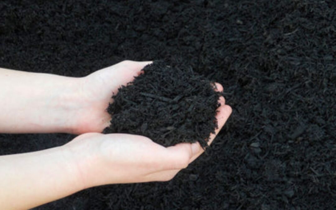 Hands holding dark fine mulch