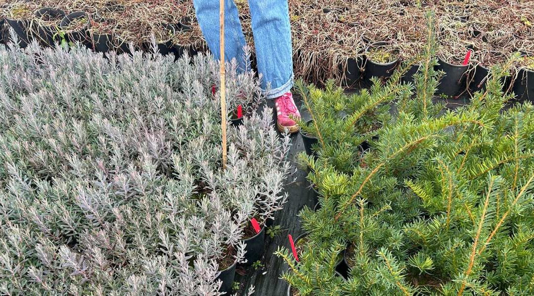 One of the best nurseries in Seattle is HIMA