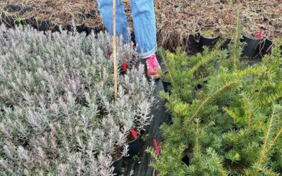 Best Nurseries In Seattle