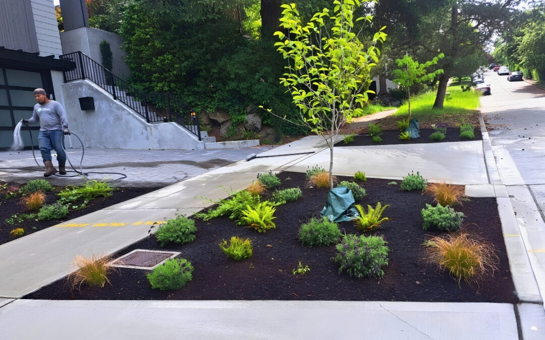 Irrigation water cycle in Seattle