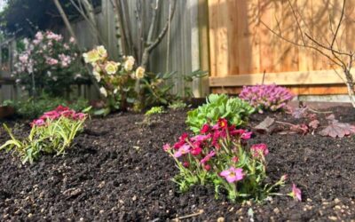 The Benefits of Seasonal Color for Seattle Landscapes