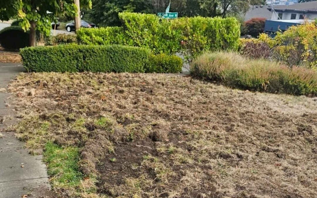 how-to-stop-crows-from-destroying-my-lawn
