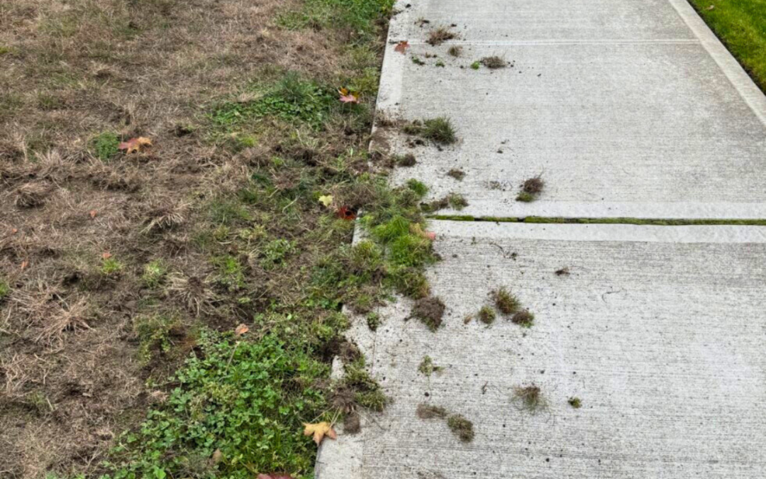 Why Are Crows Tearing Up My Lawn