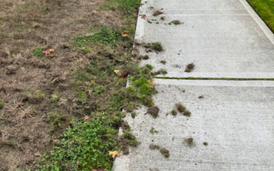 Why Are Crows Tearing Up My Lawn