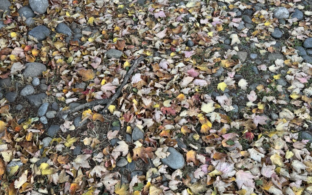 Gravel Under Trees