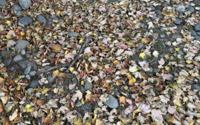 Gravel Under Trees