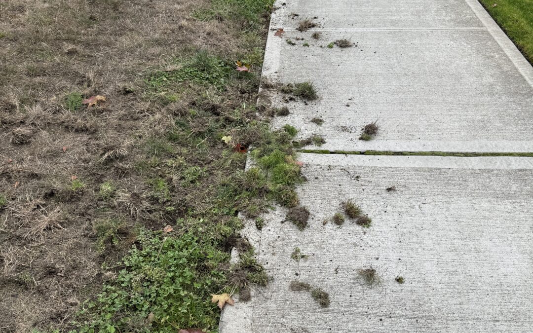 Crows Tearing Up My Lawn