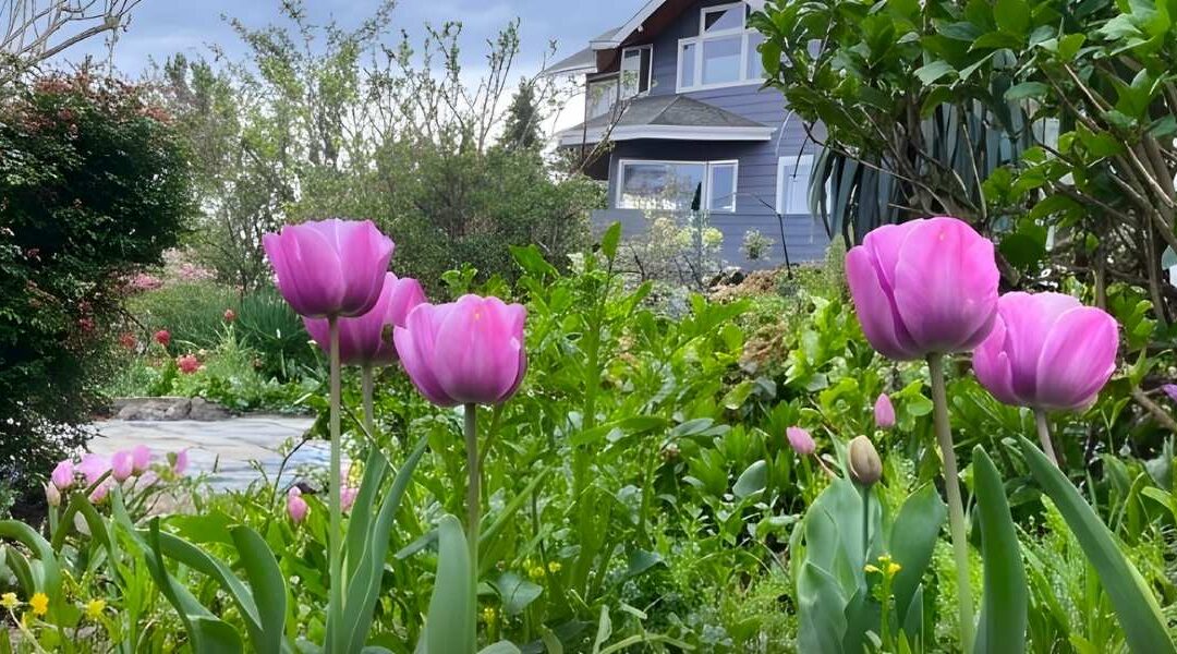 Seasonal color program pops up on violet tulip shape in front of a house