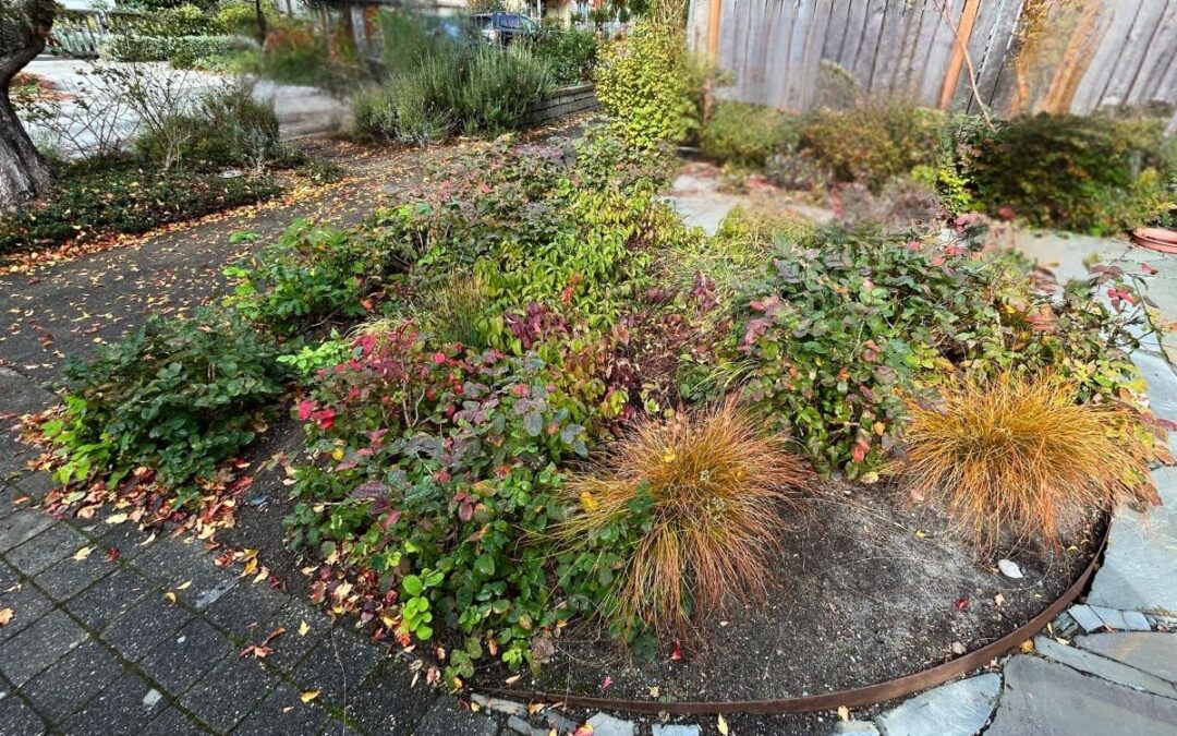 Rain Garden Installation