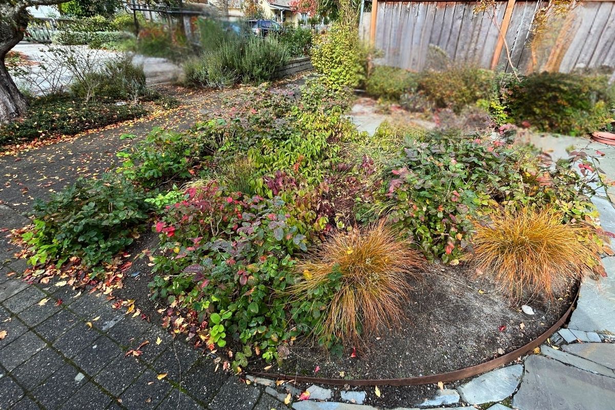 a rain garden