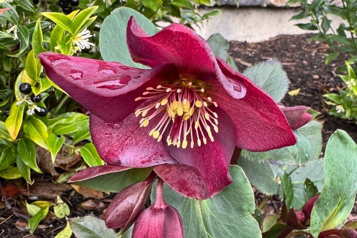 A purple hellebore flower