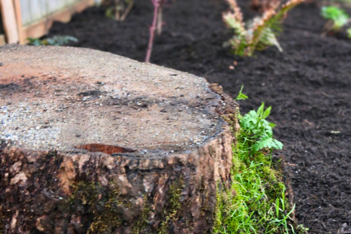 Stump supports wildlife