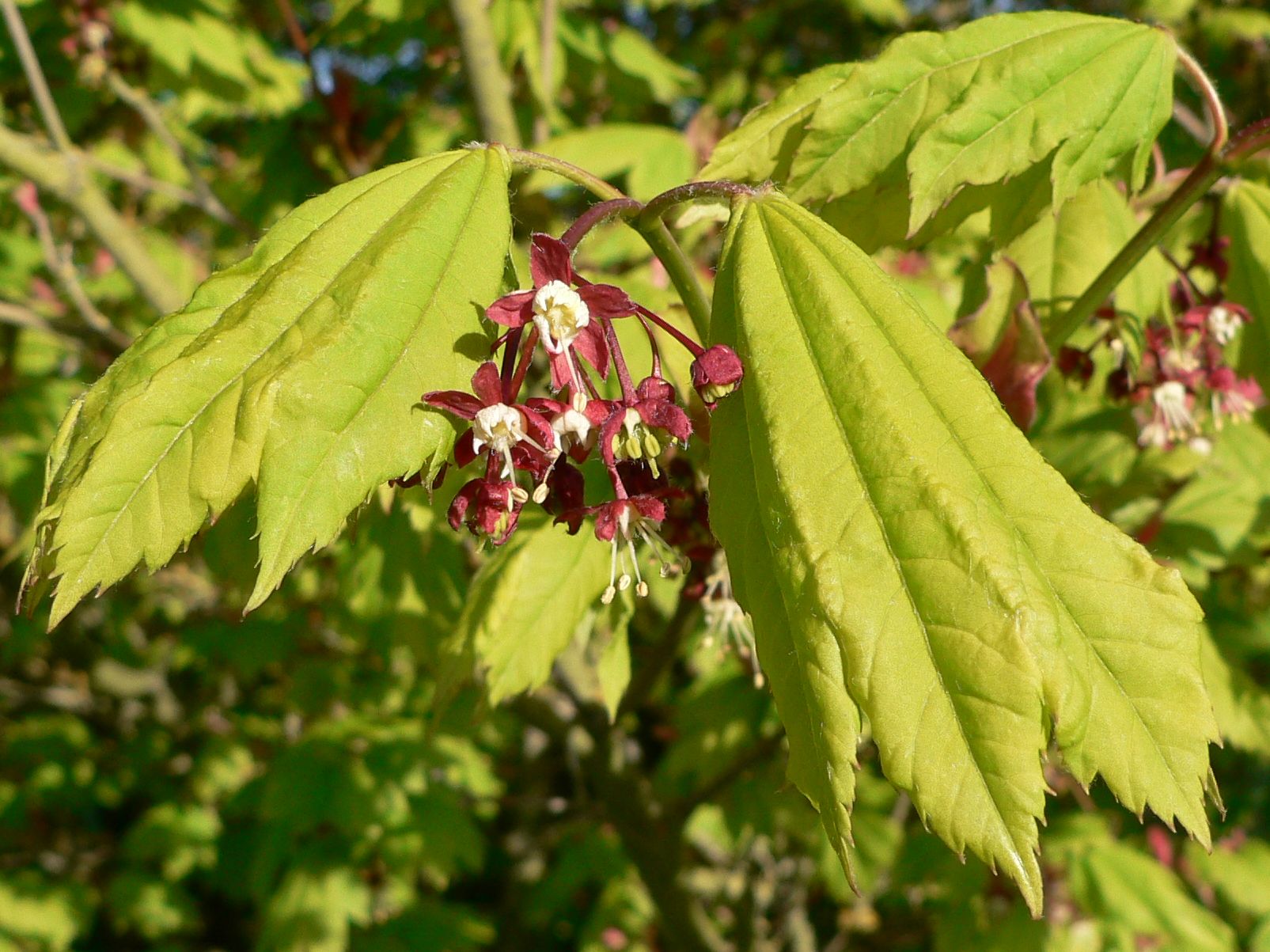 Vine maple and Pacific dogwood in a Seattle garden