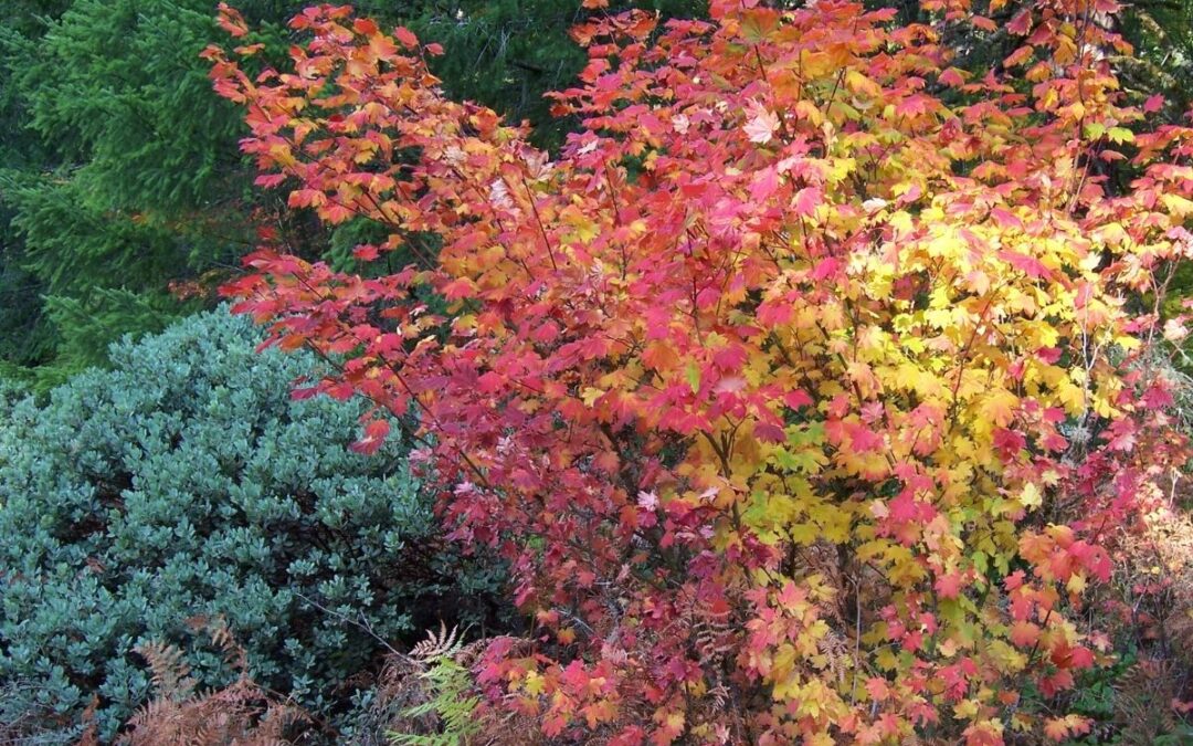 Best Native Plants for Seattle Landscape Design