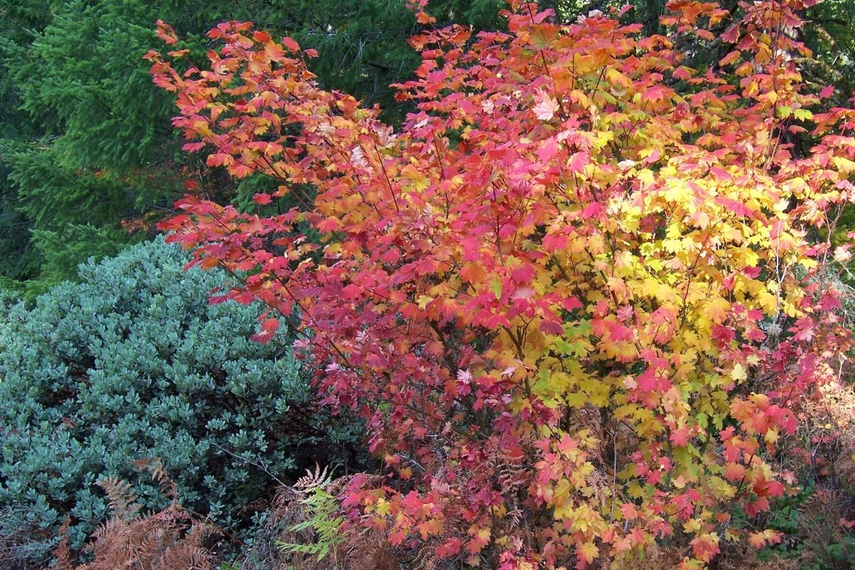 Seattle landscape design featuring native plants and layered planting