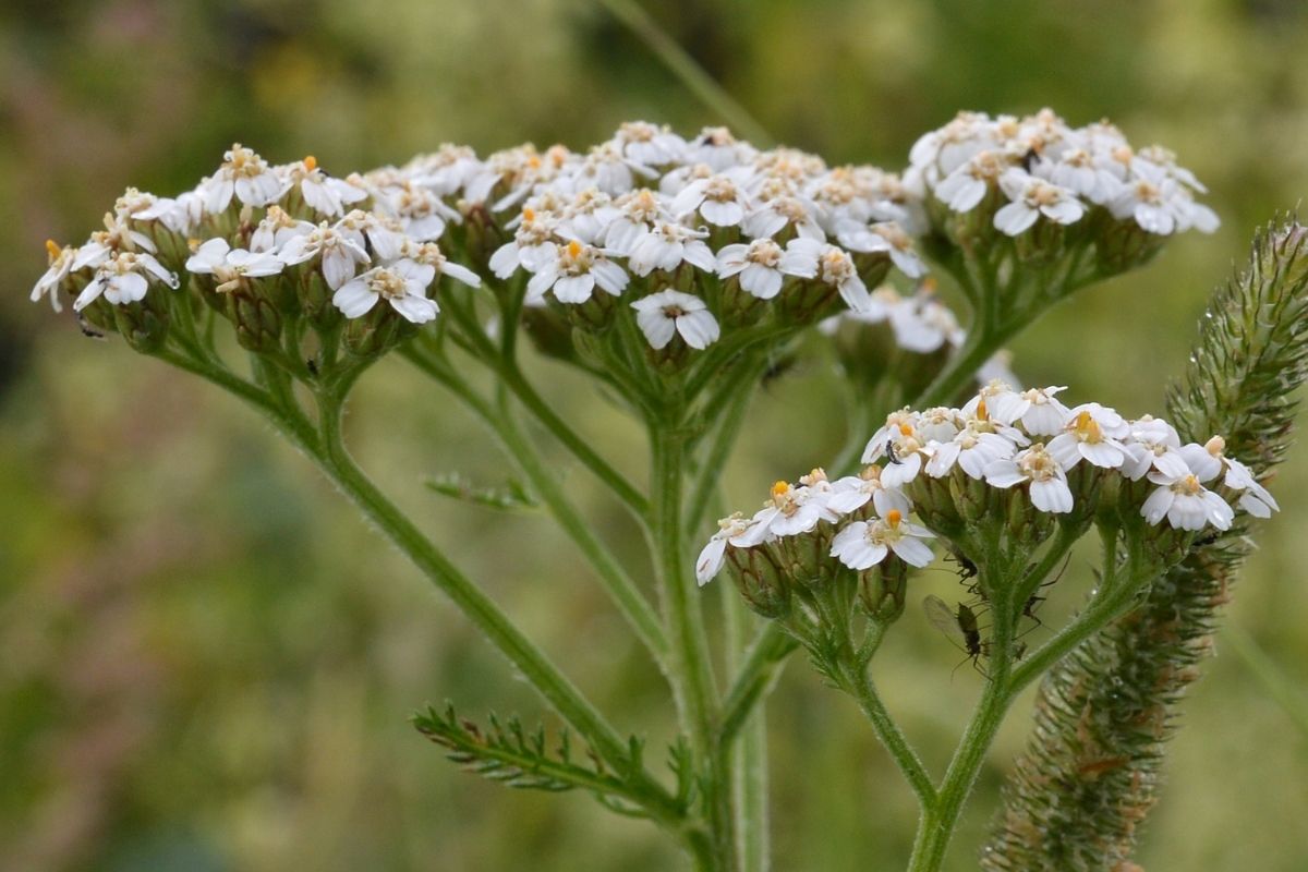 Yarrow (Achillea millefolium)