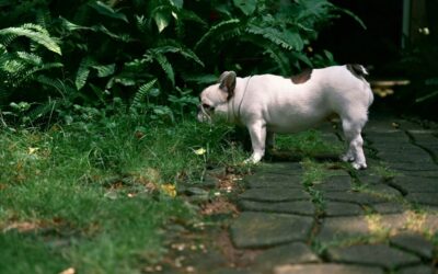 Pet-Friendly Landscaping in Seattle: Safe and Stylish Yard Design for Dogs