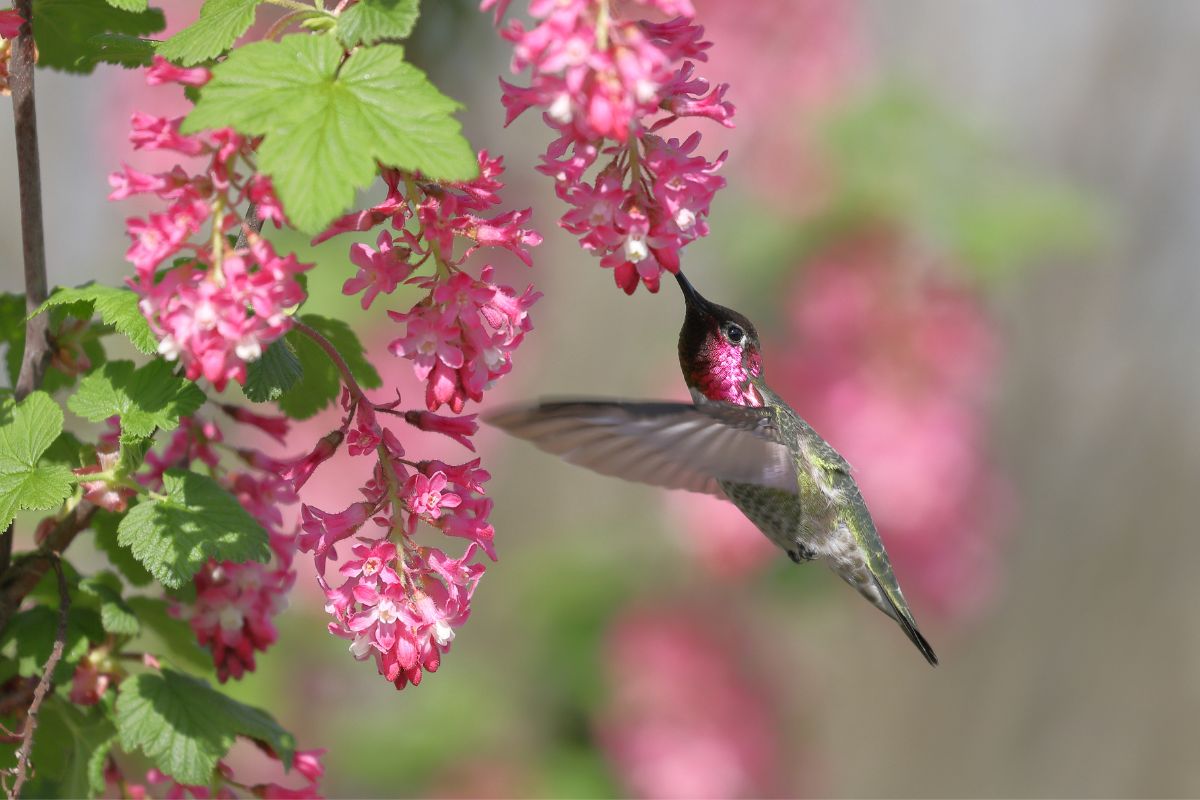 Hummingbird feeding on red-flowering currant