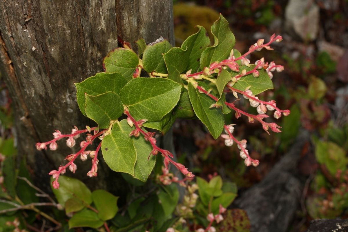 Salal plant in a woodland garden setting