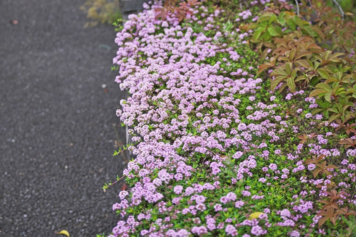 creeping thyme ground cover