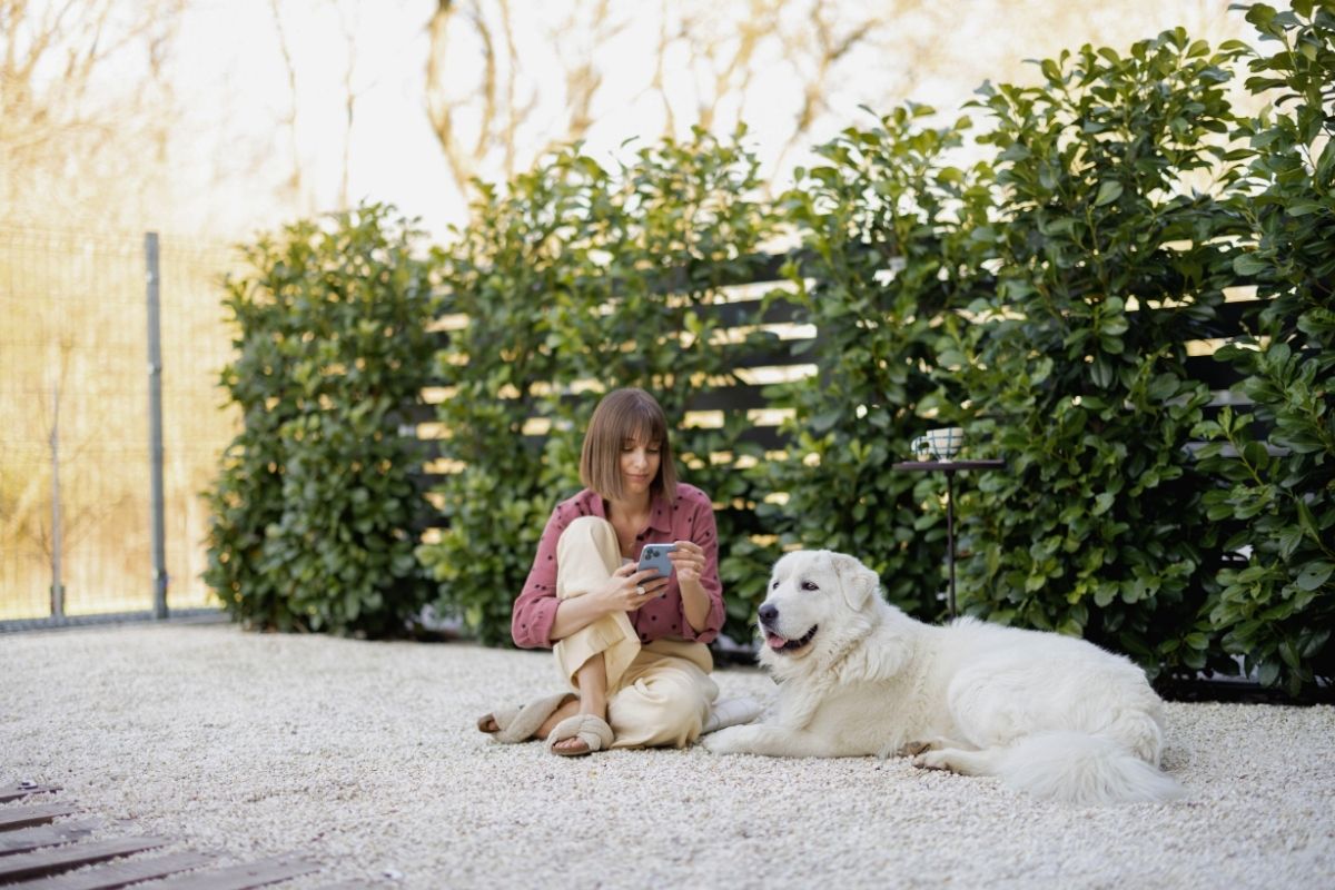 Dog resting over gravel path in backyard