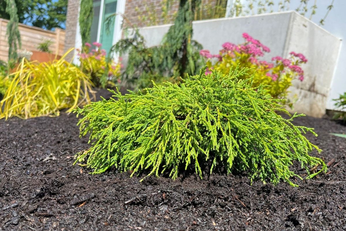 lawn alternatives Seattle landscape design