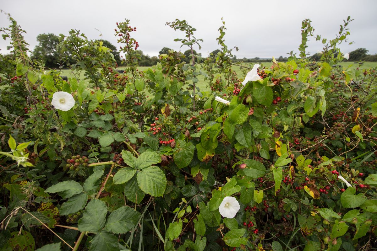 Strawberries acting as a hedgerow