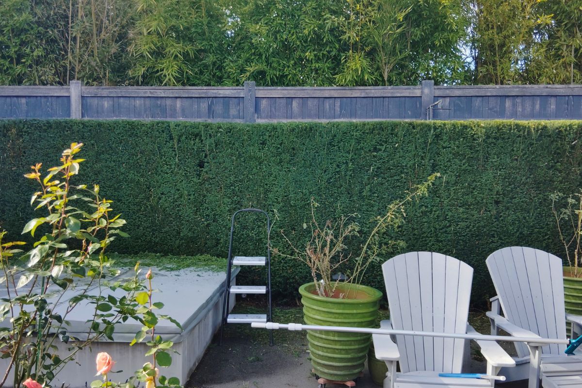 Hedge being maintained by a gardener