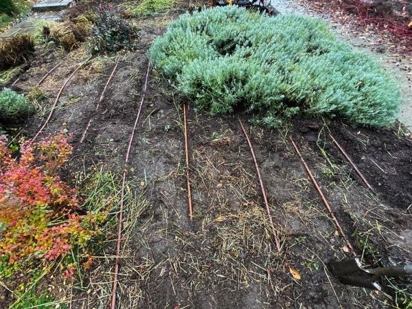 Drip irrigation lines laid across planting bed to provide efficient water distribution around shrubs and perennials.