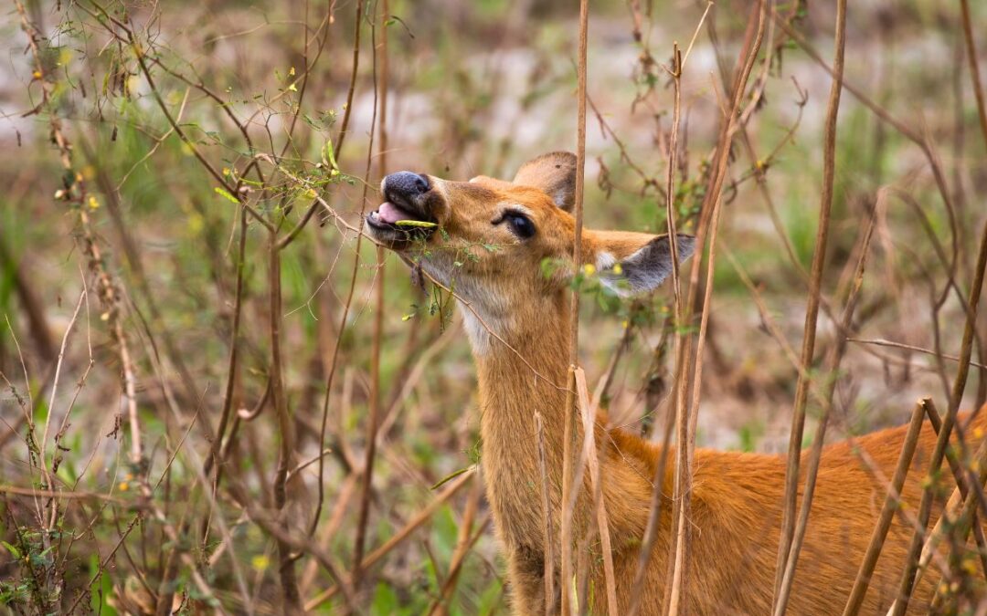 Deer browsing damage on ornamental plants