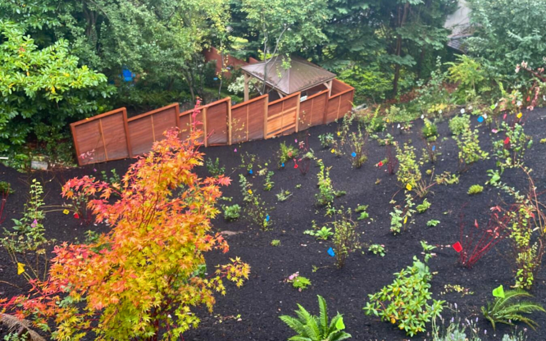 Native plant garden in a Seattle backyard