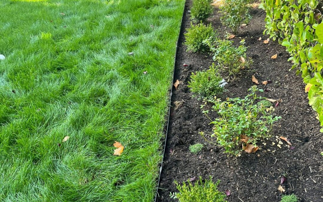 healthy organic soil