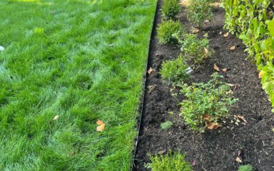 Organic vs. Conventional Lawn & Yard Care: What’s Better for Your Property?
