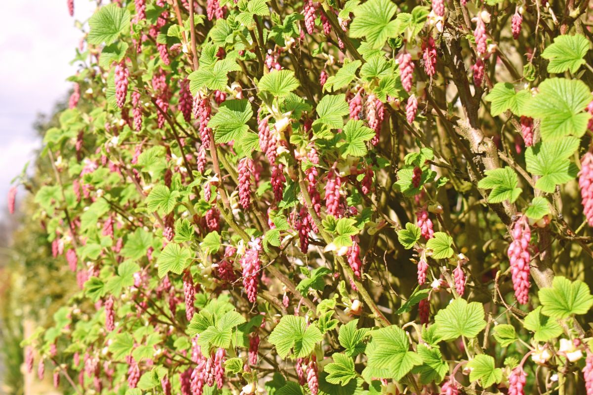 Red-flowering currant blooming in Seattle garden