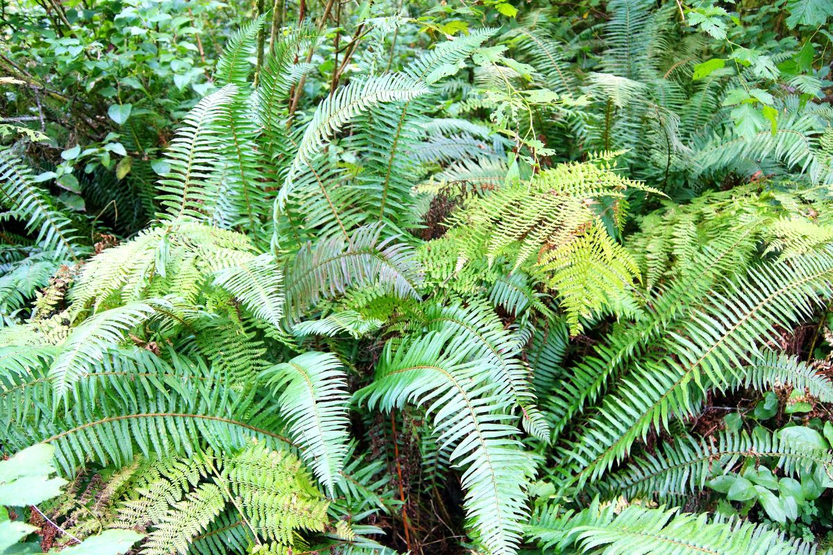 Native plants thrive in Seattle’s climate while supporting local ecosystems.