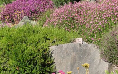 Drought-Tolerant Landscaping for Seattle Summers