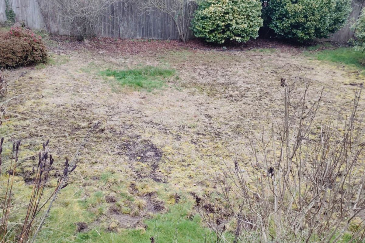 Dethatching service on Seattle residential lawn