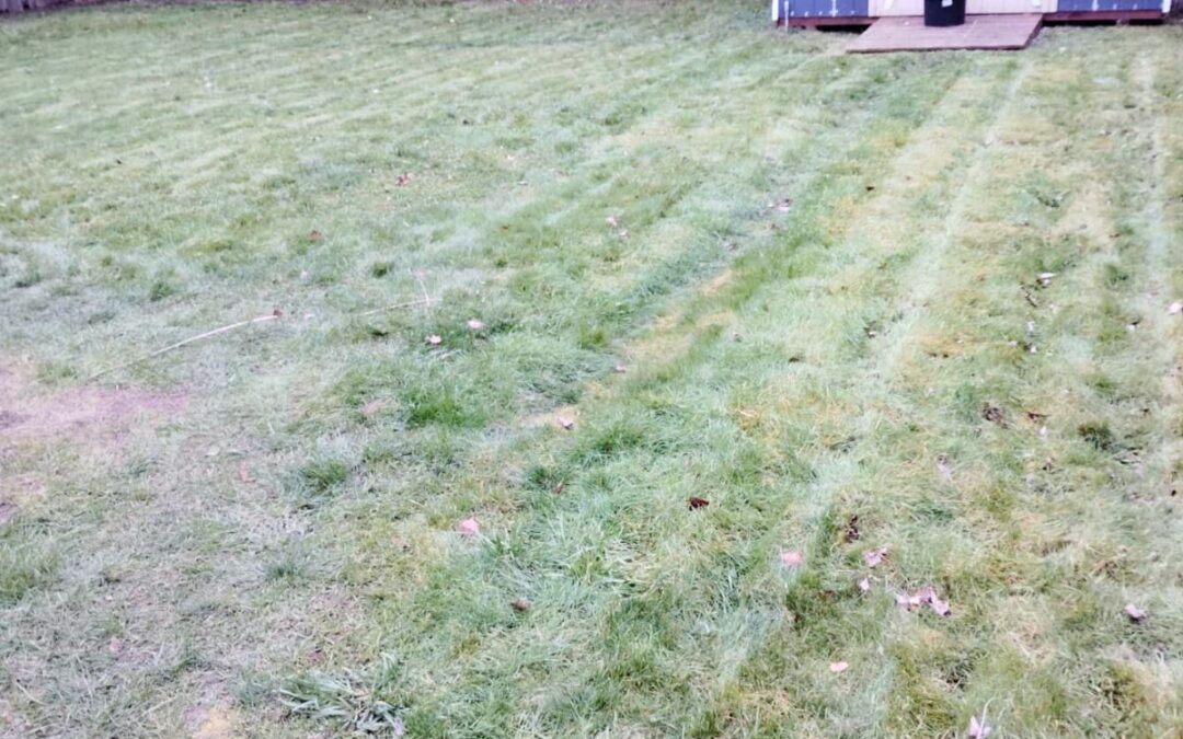 The worn lawn needs soil restoration