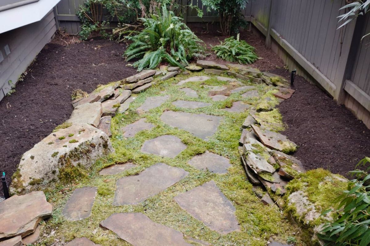 Moss growth in Seattle lawn due to compaction