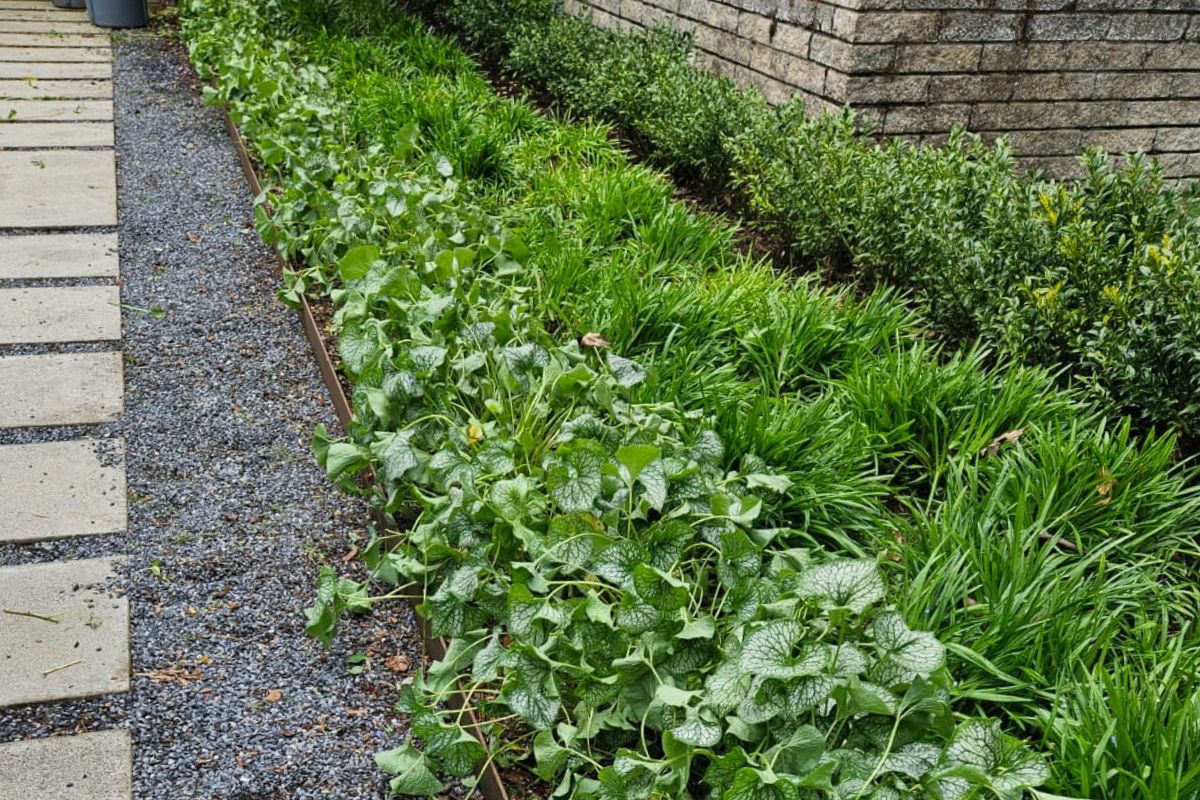 Thick organic lawn in Seattle after multi-season improvement