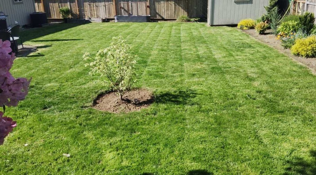 A thick lawn with no patches