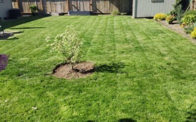 How to Fix a Patchy Lawn in Seattle
