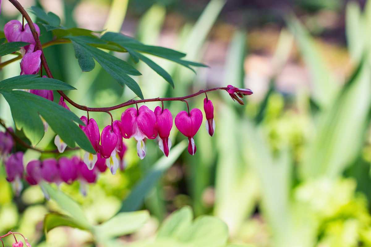 Spring plant Bleeding Heart for Seattle garden