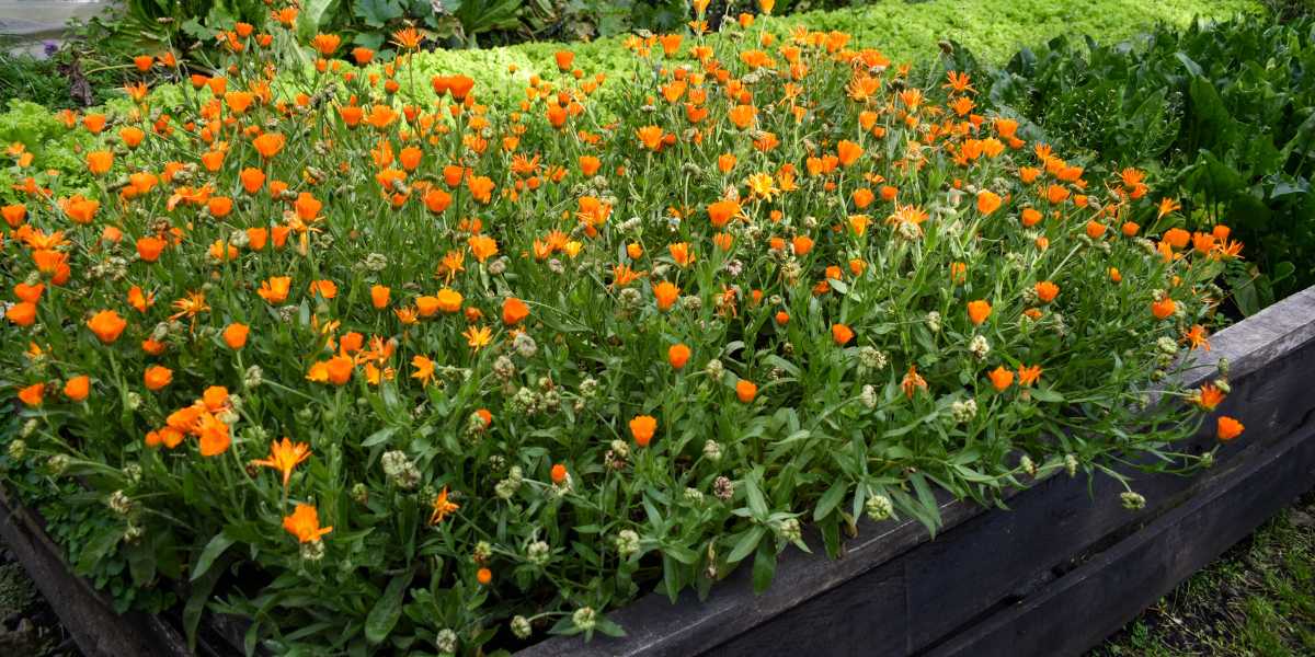 spring container flowers Seattle porch
