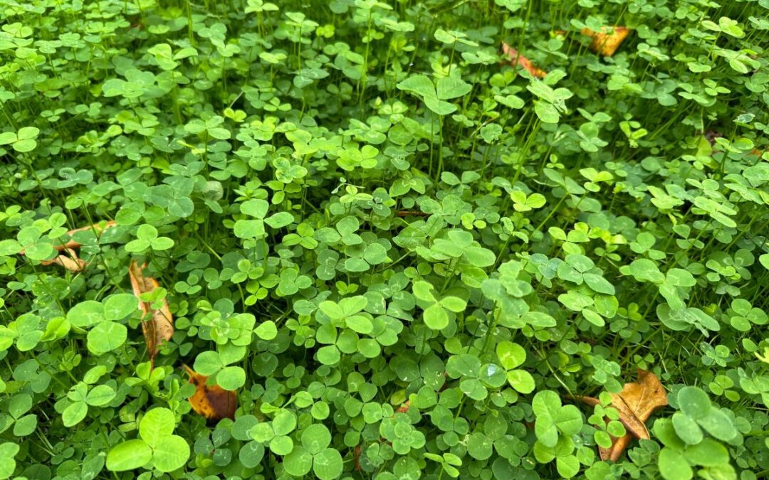 Clover lawn alternative in Seattle landscape