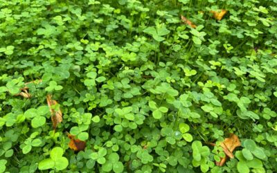 Lawn Alternatives in Seattle: Sustainable, Beautiful, and Lower-Maintenance Options