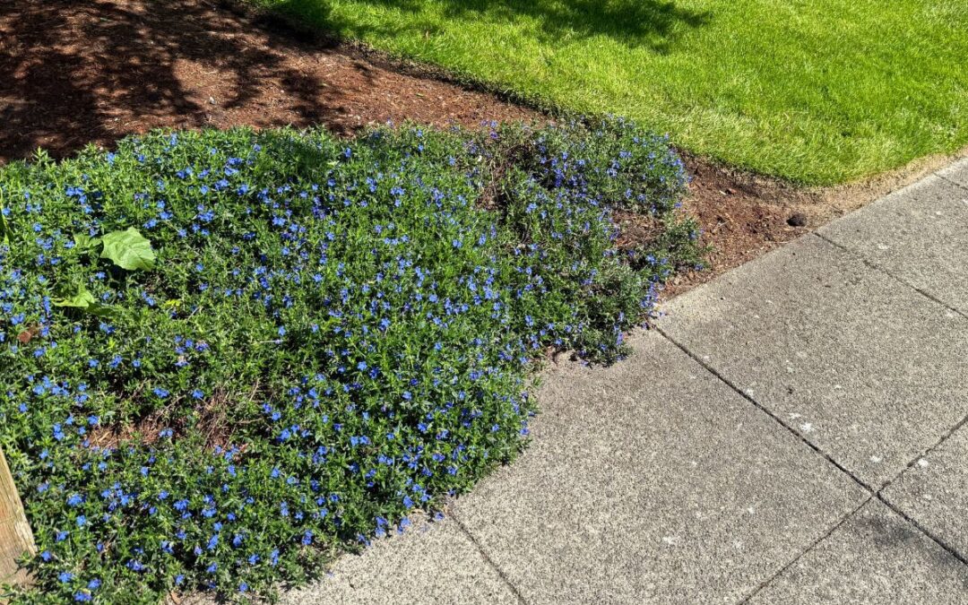 Hybrid Seattle landscape with lawn alternatives and native planting
