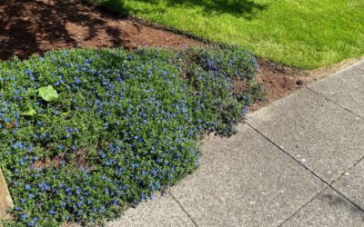 When Should You Replace a Lawn Instead of Repairing It?