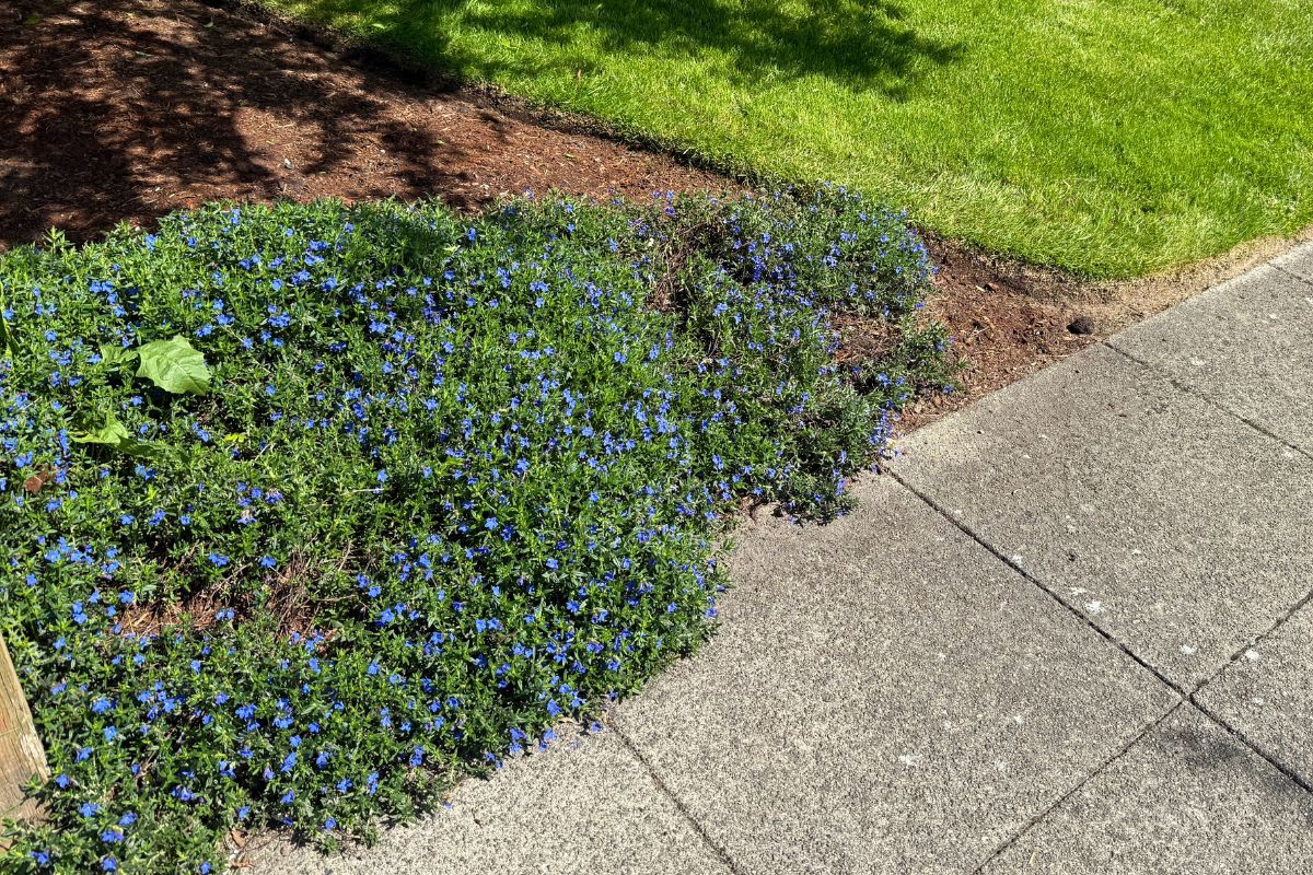 Hybrid Seattle landscape with lawn alternatives and native planting