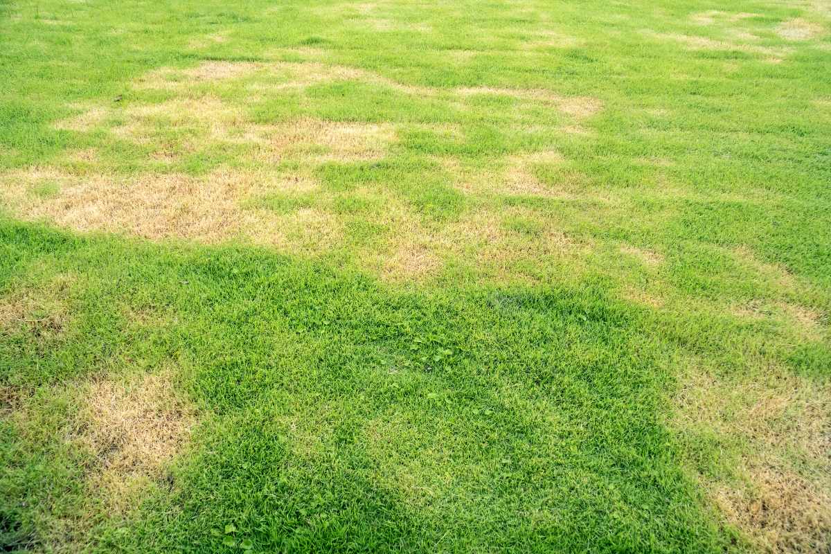 thin patchy lawn Seattle moss problem